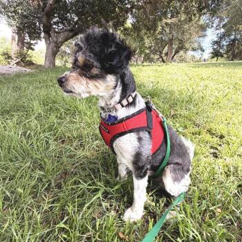 Poodle Dogs Available for Adoption in San Francisco, California - Pierre | PetCurious