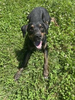 Randy -  Hound Dog for Adoption in Osage Beach, Missouri - Randy | PetCurious