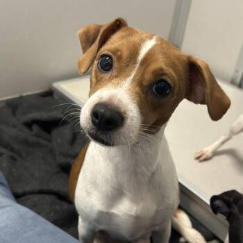 Frankie -  Chihuahua Dog for Adoption in Des Moines, Iowa - Frankie | PetCurious