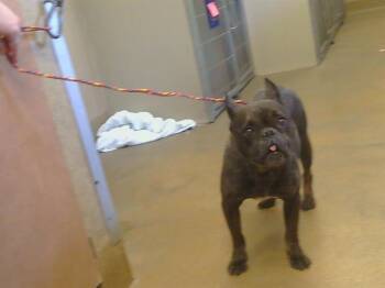 PLUM -  French Bulldog Dog for Adoption in Sacramento, California - PLUM | PetCurious