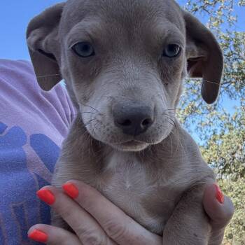 Mr. Lovebug Ruger -  Chihuahua and Dachshund Dog for Adoption in Ridgefield, Washington - Mr. Lovebug Ruger | PetCurious