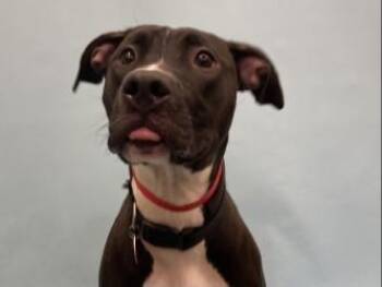 Pepper -  Pit Bull Terrier and Mixed Breed Dog for Adoption in Woodbury, Minnesota - Pepper | PetCurious