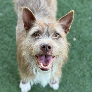 Lilu -  Cairn Terrier Dog for Adoption in Sacramento, California - Lilu | PetCurious