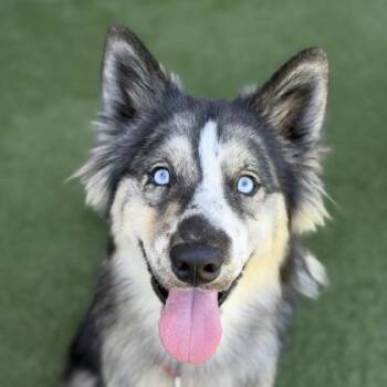 John Ham -  Siberian Husky Dog for Adoption in Sacramento, California - John Ham | PetCurious