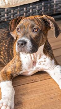 Zoey -  Pit Bull Terrier and Boxer Dog for Adoption in Chickamauga, Georgia - Zoey | PetCurious