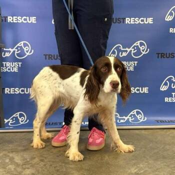 English Springer Spaniel Dogs Available for Adoption in Waterford, New Jersey - BELLA | PetCurious