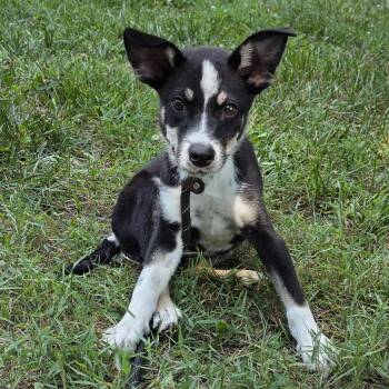 Whitney -  Mixed Breed Dog for Adoption in Greensboro, North Carolina - Whitney | PetCurious