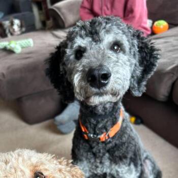 Oliver(formerly Cascade) -  Bernese Mountain Dog and Standard Poodle Dog for Adoption in Brainerd, Minnesota - Oliver(formerly Cascade) | PetCurious