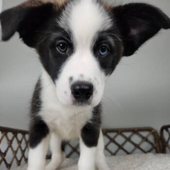 Puffin -  Border Collie Dog for Adoption in Fort Wayne, Indiana - Puffin | PetCurious