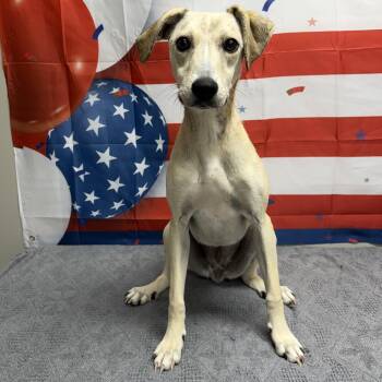 Loofey -  Mixed Breed Dog for Adoption in Urbana, Ohio - Loofey | PetCurious