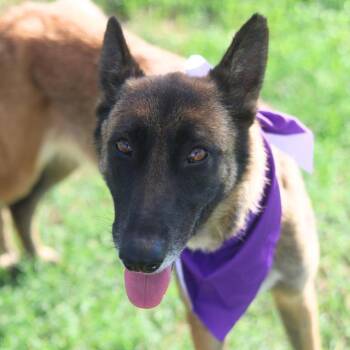 DANII -  Belgian Shepherd Malinois Dog for Adoption in San Antonio, Texas - DANII | PetCurious