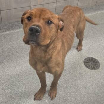 Jebsen -  Mixed Breed Dog Available for Adoption in Oak Brook, Illinois - Jebsen | PetCurious