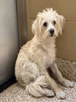 HOODIE -  Terrier and Mixed Breed Dog for Adoption in Colorado Springs, Colorado - HOODIE | PetCurious