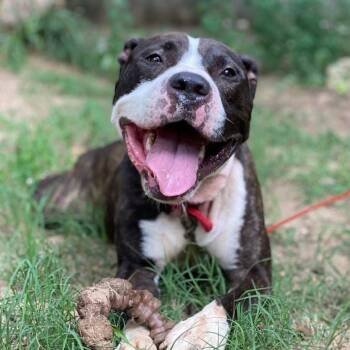 Caleb -  Pit Bull Terrier Dog for Adoption in Mooresville, North Carolina - Caleb | PetCurious