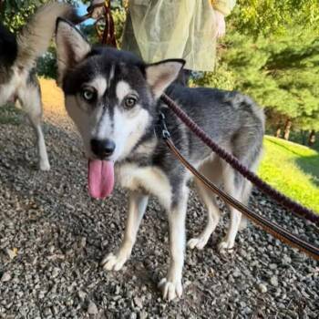 Inook -  Siberian Husky Dog for Adoption in Phoenixville, Pennsylvania - Inook | PetCurious