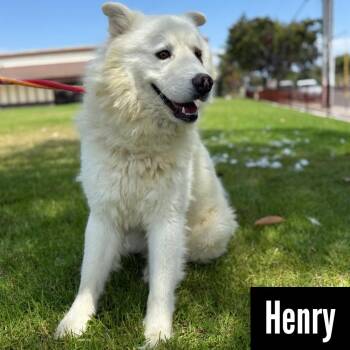 Rescue Samoyed Dogs for Adoption in Los Angeles, California - HENRY | PetCurious