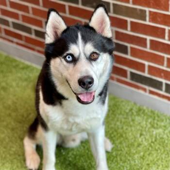 ZERO -  Siberian Husky Dog for Adoption in Edmond, Oklahoma - ZERO | PetCurious