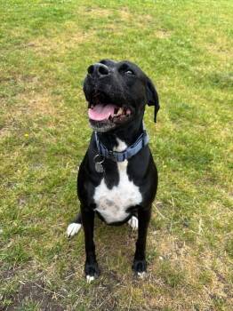 Bailey -  Boxer and German Shorthaired Pointer Dog for Adoption in Cortland, New York - Bailey | PetCurious