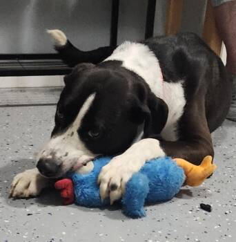 Rising Star -  Border Collie and Pointer Dog for Adoption in Sandusky, Ohio - Rising Star | PetCurious