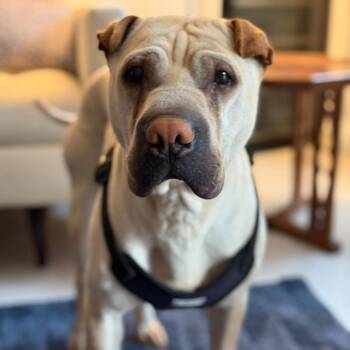 Rescue Shar Pei Dogs for Adoption in Hollywood, Florida - MAGNIFICENT MILES | PetCurious