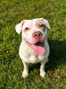 HOLLIWOLF -  Pit Bull Terrier and Mixed Breed Dog for Adoption - HOLLIWOLF | PetCurious
