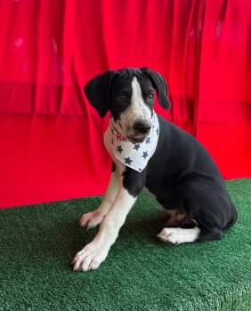 Wyatt (Ohio) -  Pointer and Hound Dog for Adoption in VERNON ROCKVL, Connecticut - Wyatt (Ohio) | PetCurious