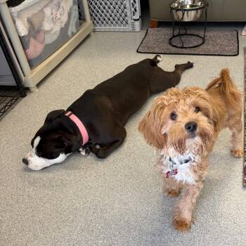 Miniature Poodle and Mixed Breed Dogs Available for Adoption in Wheeling, Illinois - Latke | PetCurious