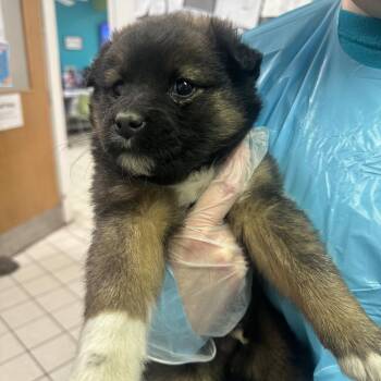 Mixed Breed Dogs Available for Adoption - Benji | PetCurious