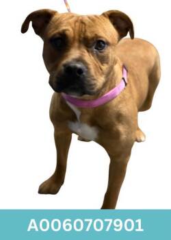 Pit Bull Terrier Dogs Available for Adoption in Red Bluff, California - Arlo | PetCurious