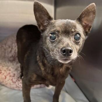 Chihuahua and Mixed Breed Dogs Available for Adoption in Beaumont, Texas - Mayfly | PetCurious