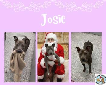 Josie -  Terrier Dog for Adoption in Athens, Tennessee - Josie | PetCurious
