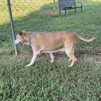 American Staffordshire Terrier Dogs Available for Adoption in Greenville, South Carolina - Maverick | PetCurious