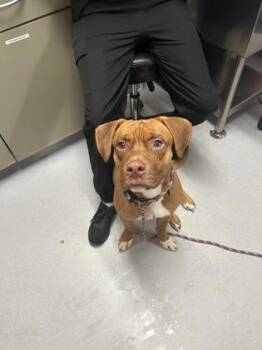 Niles -  Mixed Breed Dog for Adoption in West Chester, Pennsylvania - Niles | PetCurious