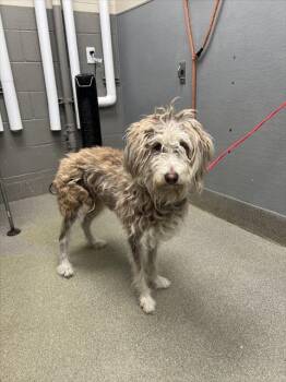 Rescue Poodle Dogs for Adoption in Las Vegas, Nevada - RUBY | PetCurious