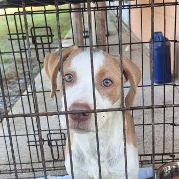 Rescue Labrador Retriever Dogs for Adoption in Gautier, Mississippi - Tumbleweed | PetCurious