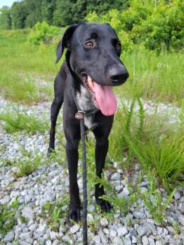 Vader -  Mixed Breed Dog for Adoption in Atlanta, Georgia - Vader | PetCurious