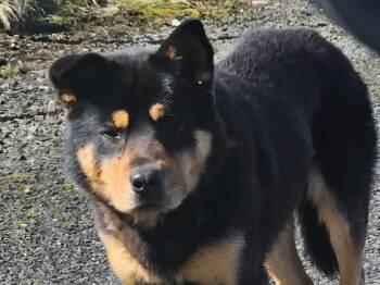 Rottweiler and Husky Dogs Available for Adoption - Norton | PetCurious