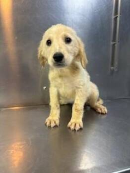 Goldendoodle Dogs Available for Adoption in Lake Wylie, South Carolina - Tide | PetCurious