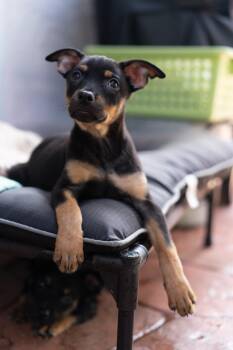 Reba -  Border Terrier Dog for Adoption in Hollywood, Florida - Reba | PetCurious
