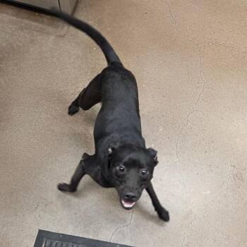 Jex -  Terrier Dog for Adoption in Chattanooga, Tennessee - Jex | PetCurious