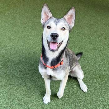 Isabella -  Husky and Mixed Breed Dog for Adoption in Jupiter, Florida - Isabella | PetCurious