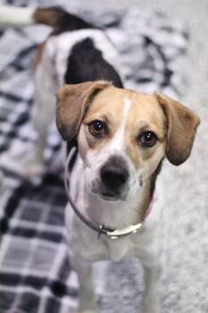 Rescue Beagle Dogs for Adoption in Manchester, New Hampshire - Gummy In NH! Come Meet Our Adoptable Dogs Wednesday-Sunday. More | PetCurious