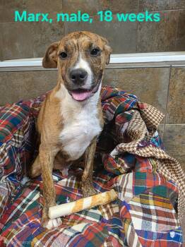 Marx -  Labrador Retriever and Pit Bull Terrier Dog for Adoption in Shrewsbury, Massachusetts - Marx | PetCurious