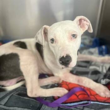 Gage -  Pit Bull Terrier and American Bulldog Dog for Adoption in East St. Louis, Illinois - Gage | PetCurious