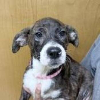 Fern-4872 -  Terrier and Mixed Breed Dog for Adoption in Tyler, Texas - Fern-4872 | PetCurious