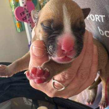 Rescue Pit Bull Terrier Dogs for Adoption in Austell, Georgia - Girl 2 | PetCurious