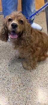 LUNA -  Cocker Spaniel Dog for Adoption in Doral, Florida - LUNA | PetCurious