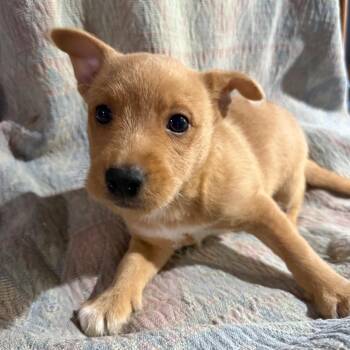Teddy -  Mixed Breed Dog for Adoption in Lake Jackson, Texas - Teddy | PetCurious