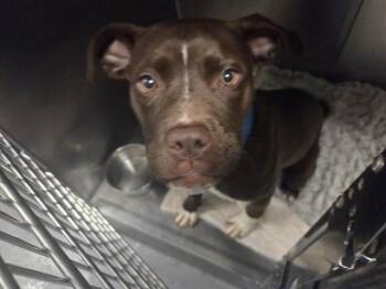 Pit Bull Terrier Dogs Available for Adoption - HONEYCOMB | PetCurious