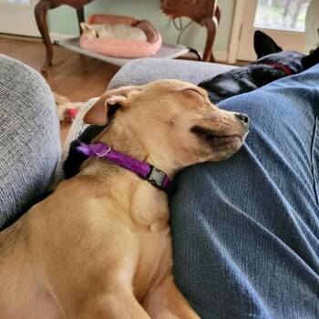 Chihuahua Dogs Available for Adoption - PoppyLeigh | PetCurious